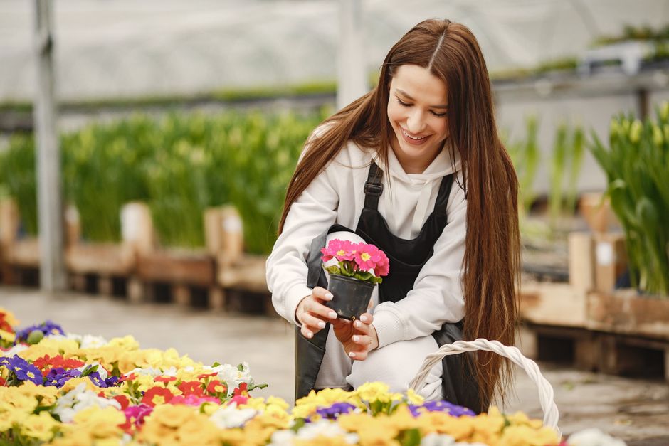 A smiling young woman with long brown hair, dressed in a white hoodie and black apron, is kneeling inside a greenhouse filled with blooming flowers. She is holding a small potted primrose plant with v