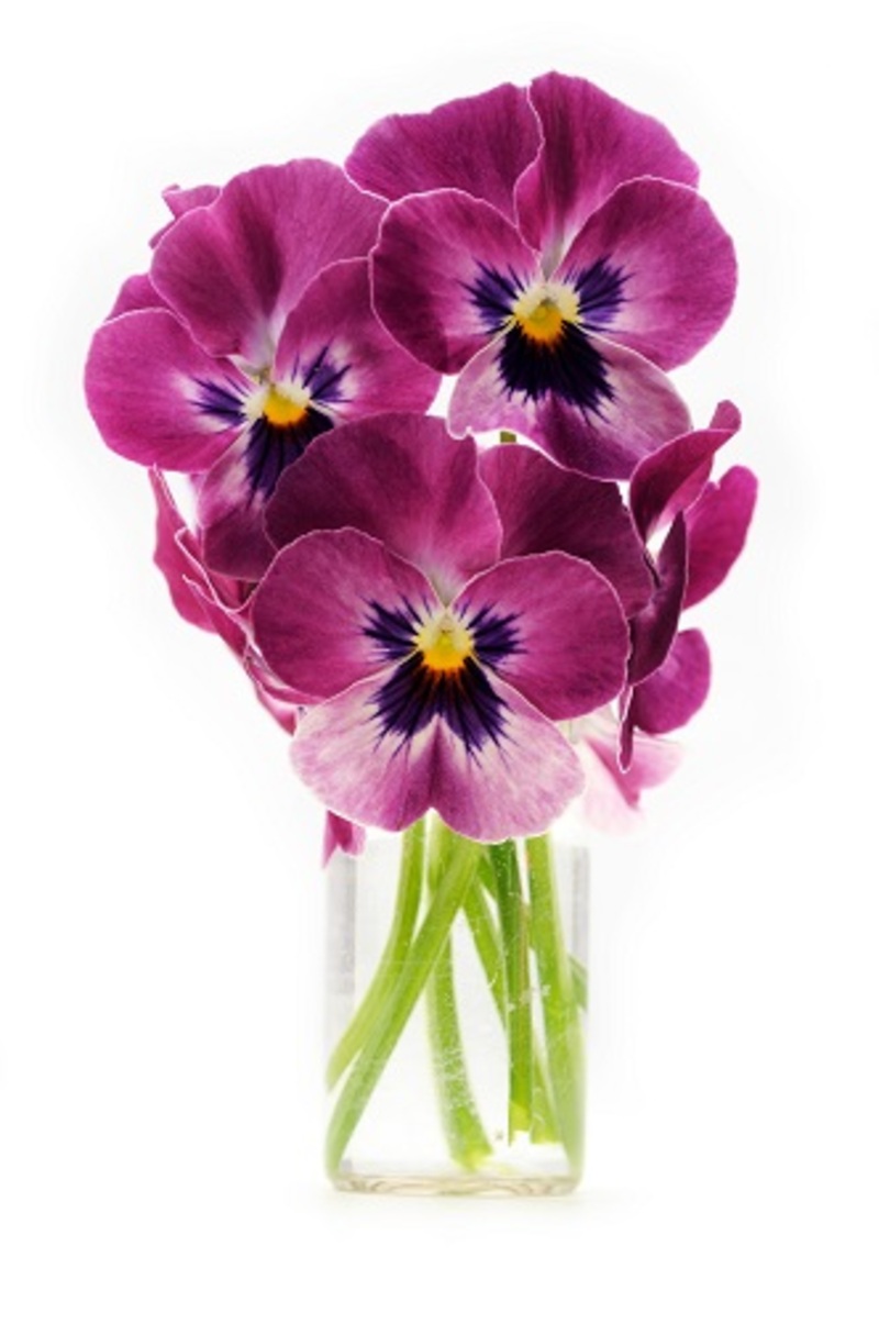 flowers / delicate flowers flowers / blue flowers