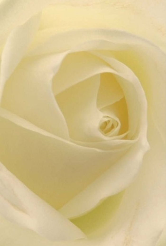 From an up-close vantage, this pure white rose captivates with its interplay of softness and expertly layered petals, reflecting the tranquil beauty and refined sensibilities cherished in Downe. The bloom reveals creamy whites melting into subtle ivory, made luminous by the gentle light that appears to radiate from within-much like the first sunshine over the village fields at dawn. The outermost petals, almost see-through with their delicate edges, are balanced by the precisely spiraled heart, offering a fleeting balance of strength and gentleness. As a florist deeply rooted in Downe's traditions, I recognize in this rose the ideal expression for those heartfelt occasions-be it a tender apology, a romantic gesture, or a centrepiece for intimate celebrations in one of the local heritage venues. Its spiral form is a symbol of purity and resilience, while the nuanced shadows and variations in tone elevate the simple bloom to a masterpiece. The imagined scent is clean and softly calming, mirroring the quiet ambiance found along Downe's historic village paths. Each arrangement crafted brings both nature's art and human care into harmony-a fitting companion for any of life's significant moments in our welcoming Kent community.